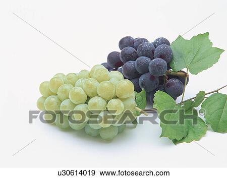 Stock Photo - Grape. Fotosearch
