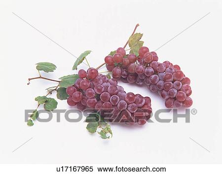 Grape View Large Photo Image Stock Photography - Grape. Fotosearch