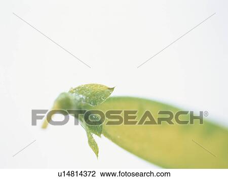 Green pea, close-up View Large Photo Image Stock Image - Green pea, close-up. Fotosearch