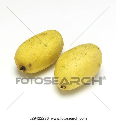 Stock Photograph - Mango. Fotosearch