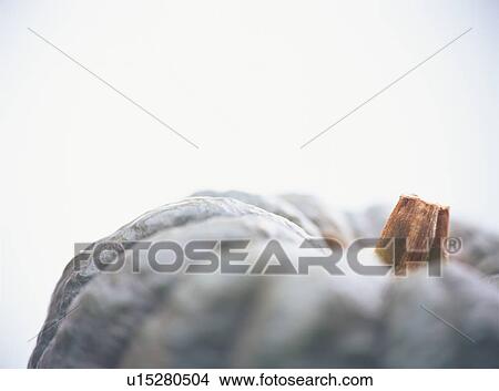 Pumpkin, close-up View Large Photo Image Picture - Pumpkin, close-up. Fotosearch