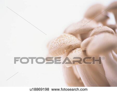 Stock Photo - Shimeji Mushroom, close-up. Fotosearch