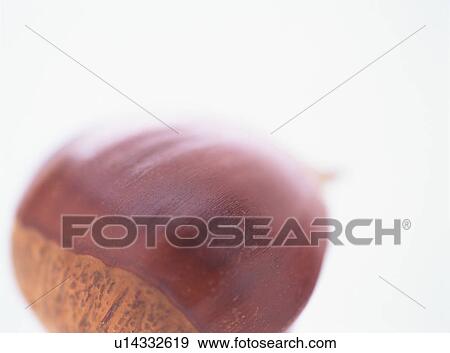 Stock Photo - Sweet chestnut, close-up. Fotosearch