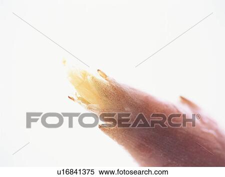Stock Photography - Zingiber mioga, close-up. Fotosearch