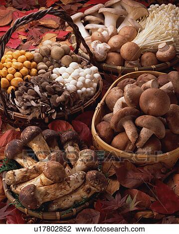 Assorted mushrooms View Large Photo Image Stock Image - Assorted mushrooms. Fotosearch