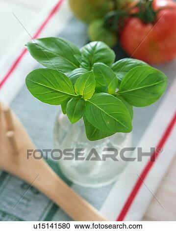 Stock Image - Basil. Fotosearch
