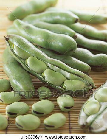 Broad bean View Large Photo Image Stock Photo - Broad bean. Fotosearch