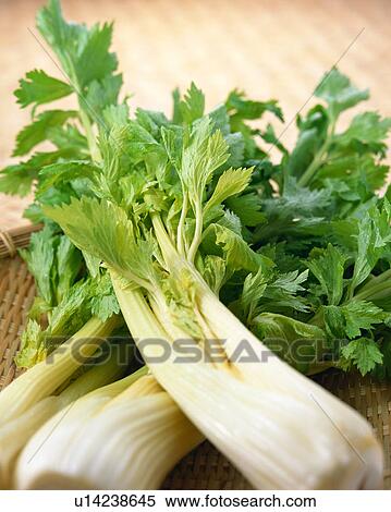 Stock Photography - Celery. Fotosearch