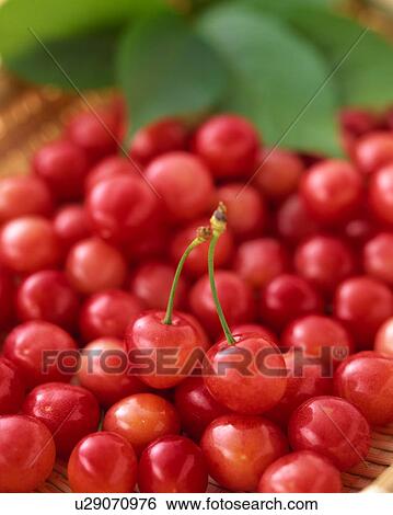 Stock Photograph - Cherries. Fotosearch