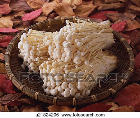 Stock Photograph - Enokidake Mushroom. Fotosearch