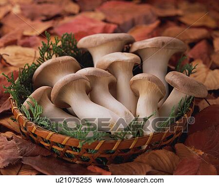 Stock Photography - Eringi Mushroom. Fotosearch