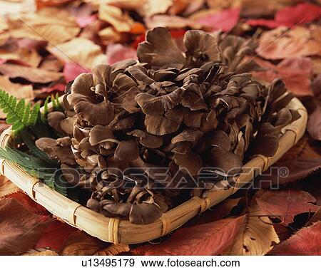 Maitake Mushrooms View Large Photo Image Stock Photo - Maitake Mushrooms. Fotosearch