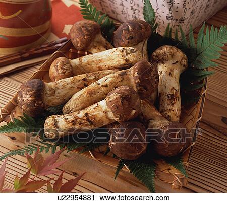 Stock Image - Matsutake Mushrooms in a basket. Fotosearch