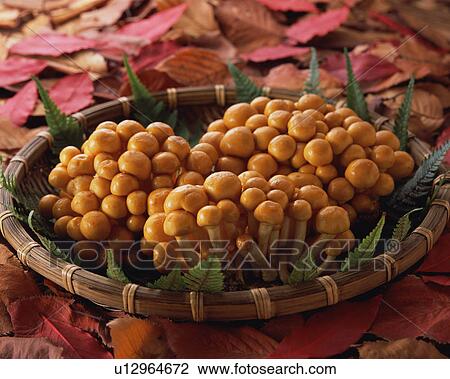 Stock Image - Nameko Mushroom. Fotosearch