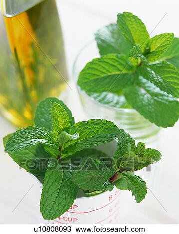 Peppermint View Large Photo Image Stock Image - Peppermint. Fotosearch