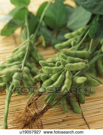 Stock Photo - Soybean. Fotosearch