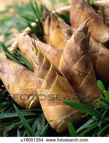 Picture - Uncooked bamboo shoots. Fotosearch
