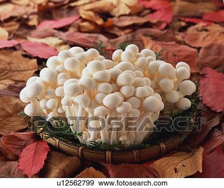 Stock Photo - White Shimeji Mushroom. Fotosearch