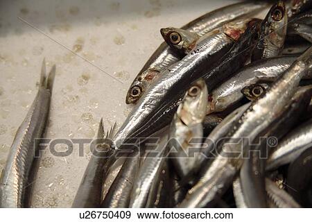 Stock Photo - Fresh anchovis on ice offered at the fish market. Fotosearch