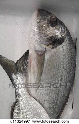 Fresh fish on ice offered at the fish market, full frame View Large Photo Image Stock Photo - Fresh fish on ice offered at the fish market, full frame. Fotosearch