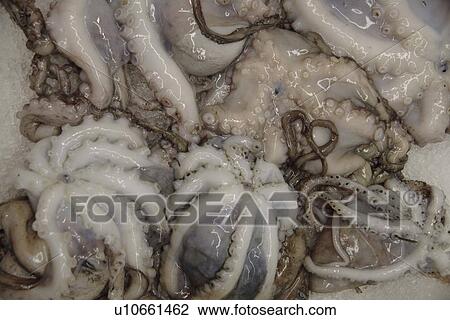 Stock Image - Fresh octopus on ice offered at the fish market, full frame. Fotosearch