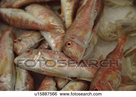 Fresh red mullet on ice offered at the fish market, full frame View Large Photo Image Stock Photograph - Fresh red mullet on ice offered at the fish market, full frame. Fotosearch