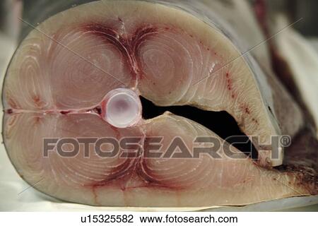 Stock Image - Fresh swordfish, head cut off, on ice offered at the fish market. Fotosearch