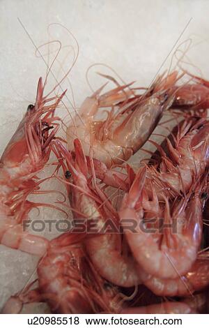 Stock Photo - Prawns on ice offered at the fish market. Fotosearch