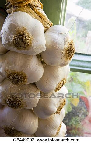 Stock Image - Cloves of Garlic Near Window. Fotosearch
