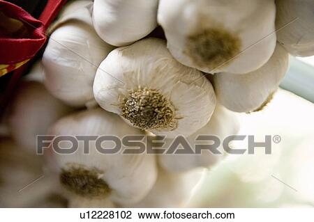 Garlic Cloves Near a Window View Large Photo Image Stock Image - Garlic Cloves Near a Window. Fotosearch