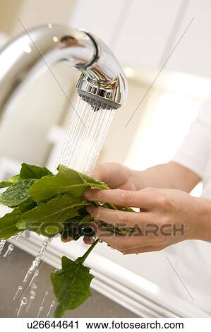 Hands washing vegetable View Large Photo Image Stock Image - Hands washing vegetable. Fotosearch