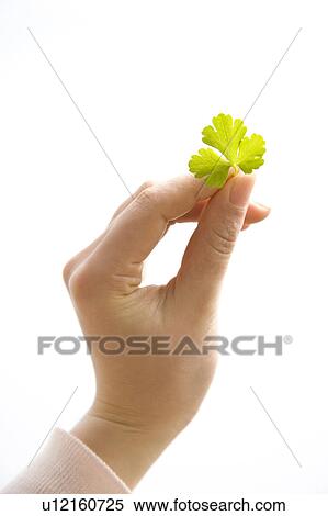Stock Photography - Herb. Fotosearch