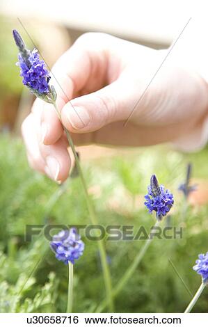 Lavender View Large Photo Image Stock Photograph - Lavender. Fotosearch