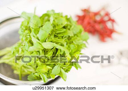 Vegetable and chili pepper View Large Photo Image Stock Photo - Vegetable and chili pepper. Fotosearch