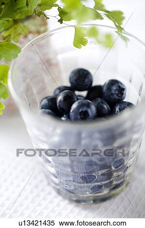 Blueberry View Large Photo Image Stock Photography - Blueberry. Fotosearch