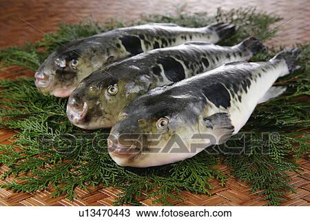 Balloon Fish View Large Photo Image Stock Image - Balloon Fish. Fotosearch