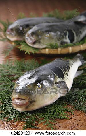 Balloon Fish View Large Photo Image Stock Photo - Balloon Fish. Fotosearch