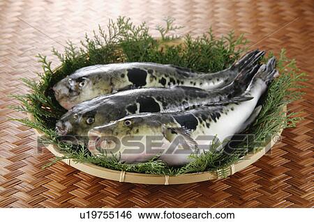 Stock Photograph - Balloon Fish. Fotosearch