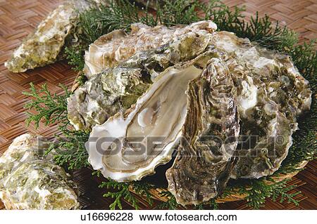 Stock Photo - Fresh Oysters. Fotosearch