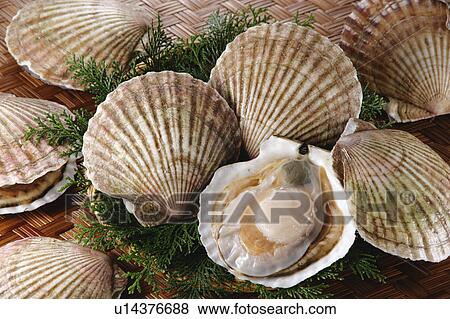 Stock Photo - Scallop. Fotosearch