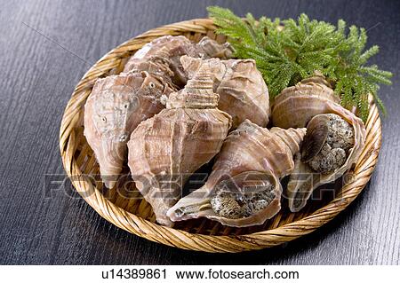 Conch shells View Large Photo Image Stock Image - Conch shells. Fotosearch