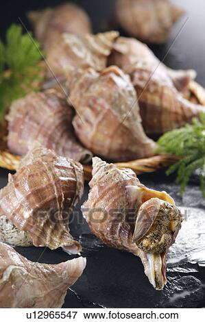 Conch shells View Large Photo Image Stock Photo - Conch shells. Fotosearch
