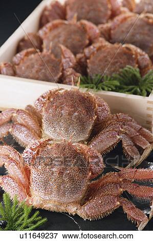 Stock Photo - Horsehair crabs. Fotosearch