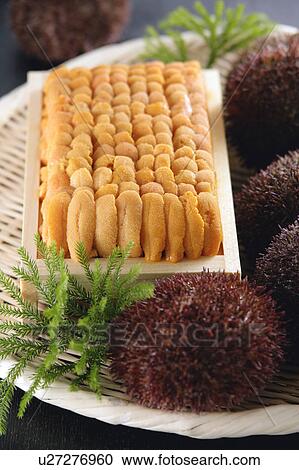 Stock Image - Sea urchin. Fotosearch