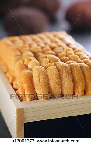 Stock Photo - Sea urchin. Fotosearch