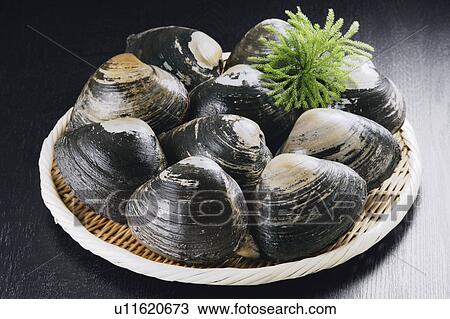 Stock Image - Surf clams. Fotosearch
