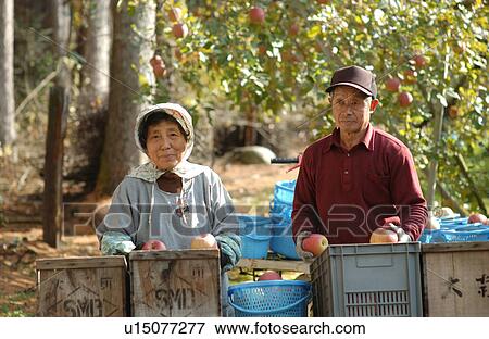 Apple growers View Large Photo Image Stock Photo - Apple growers. Fotosearch