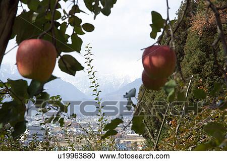 Apples hanging from tree View Large Photo Image Stock Image - Apples hanging from tree. Fotosearch