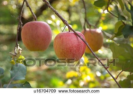 Stock Photo - Apples hanging from tree. Fotosearch