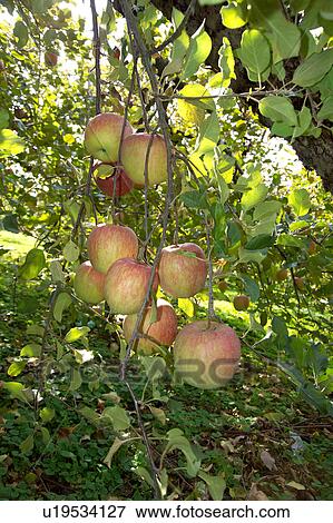 Apples hanging from tree View Large Photo Image Stock Photo - Apples hanging from tree. Fotosearch